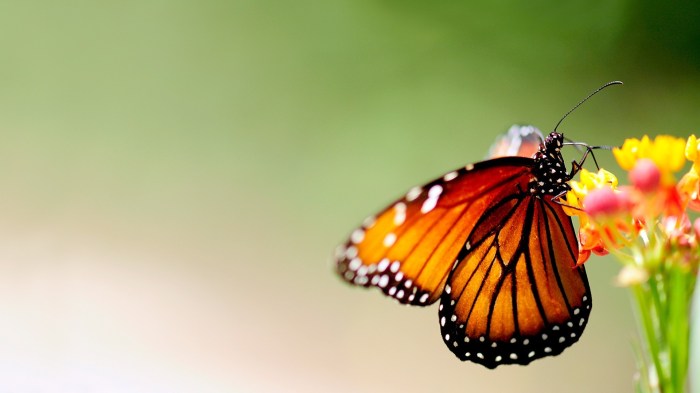 Butterflies mariposas kupu imv reales simbolismo volando foro nupcial ceremonia insects lucu