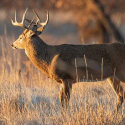 Rut swell buck