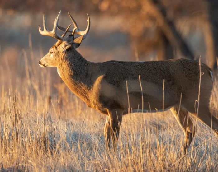 Rut swell buck