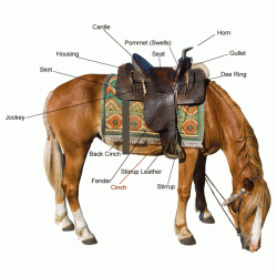 Western saddle tack saddles difference horsefactbook