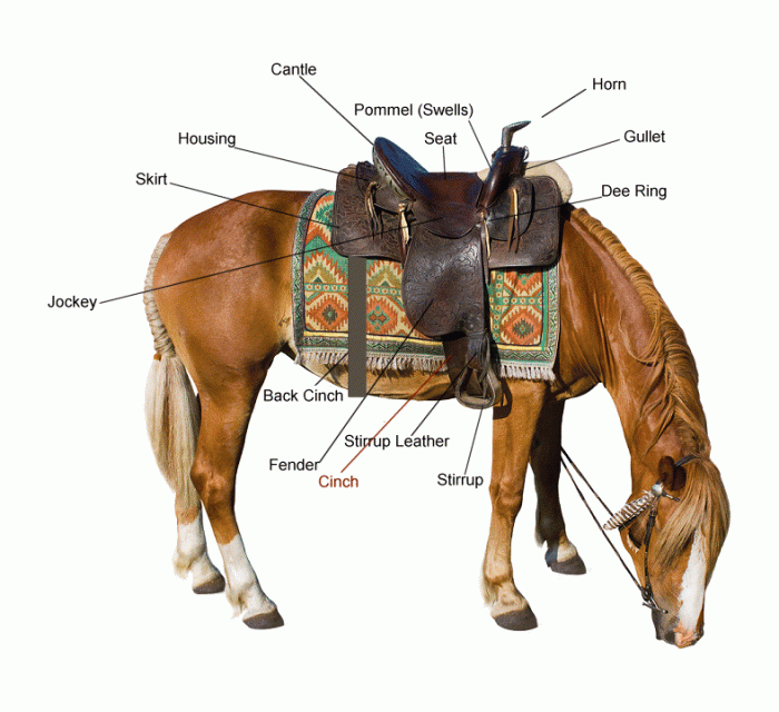 Western saddle tack saddles difference horsefactbook