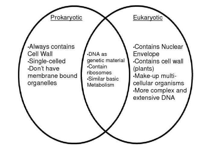 Create a venn diagram comparing prokaryotic and eukaryotic cells