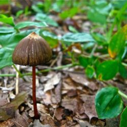 Psilocybe mexicana and psilocybe cubensis are examples of