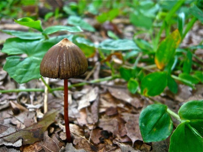 Psilocybe mexicana and psilocybe cubensis are examples of