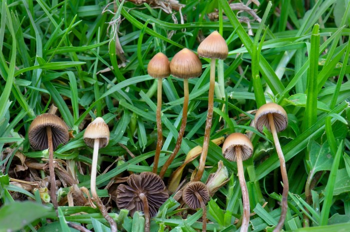 Psilocybe cogumelo cyanescens mushrooms psilocybin esporotricosis spory quantos