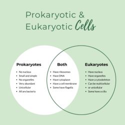 Eukaryotic prokaryotic cell prokaryotes membrane differentiation plasma defenation