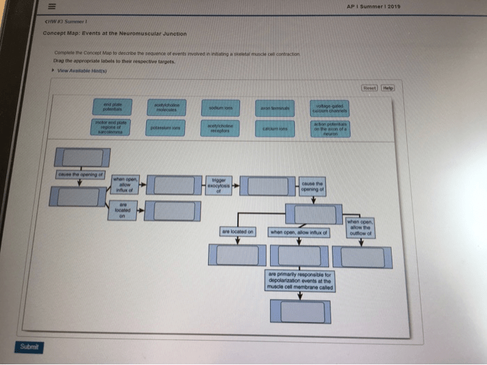 Concept map events at the neuromuscular junction