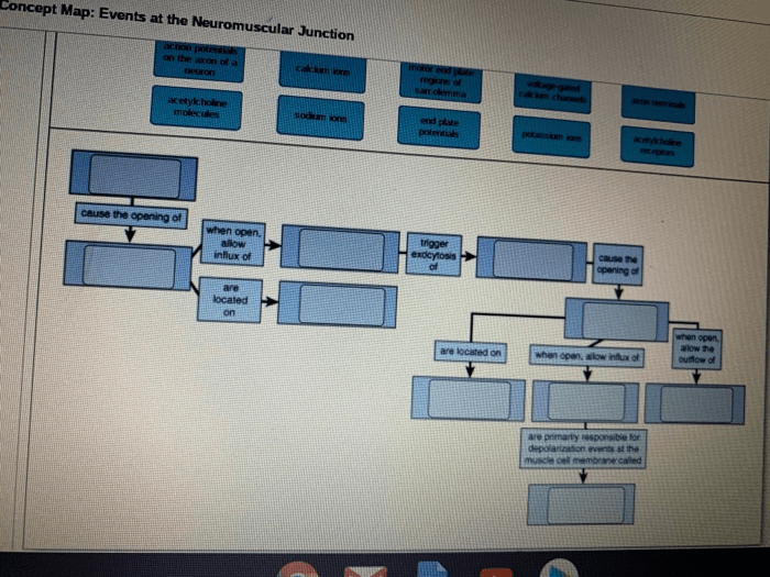 Concept map events at the neuromuscular junction