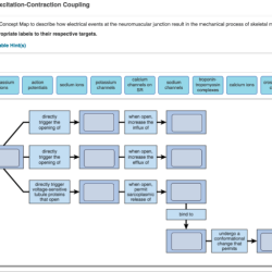 Contraction muscle map events neuromuscular concept junction describe electrical result propositions skeletal than using action interference chap ap solved complete